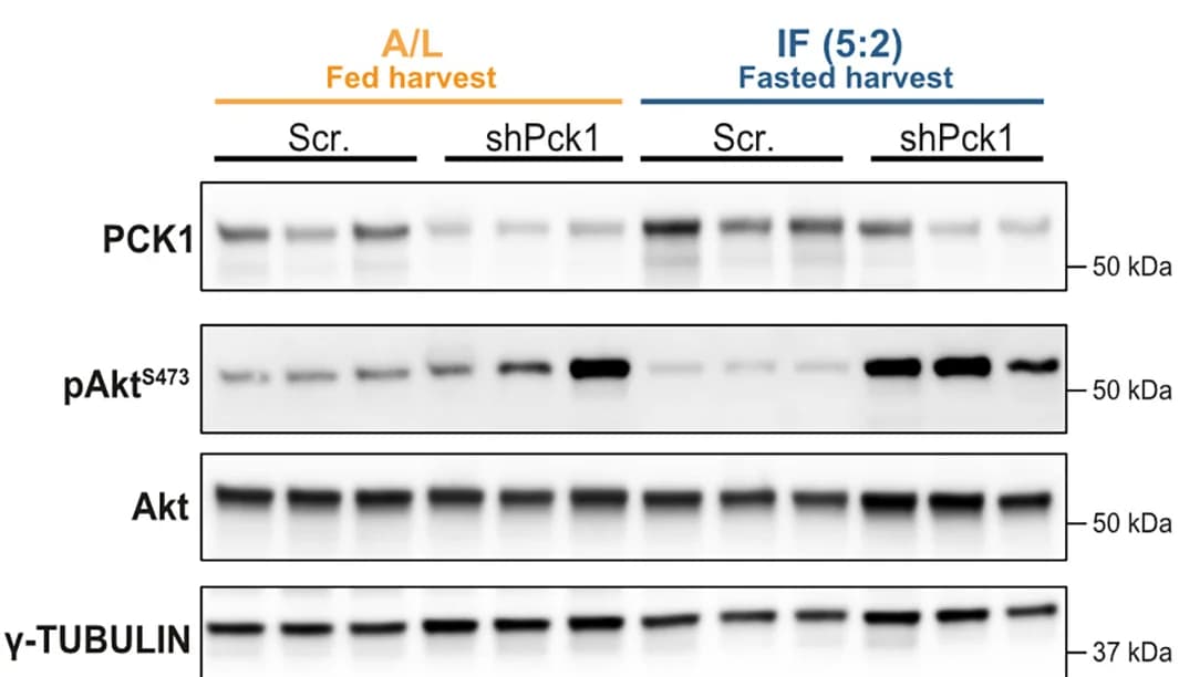 Open access visualization of Gel, Immunoblot, PCK1, pAktS473, Akt