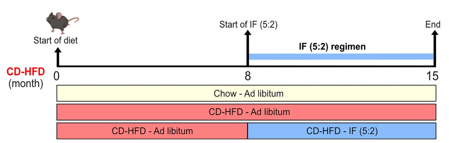 Open access visualization of Workflow, Illustration, Experimental Scheme, Mice, Western Diet