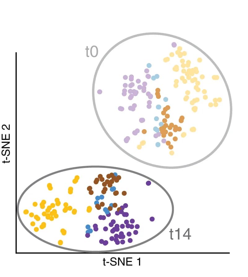 Open access visualization of Scatter Plot, UMAP, t-SNE, Transcriptomic Data, SVF-Adherent Cells