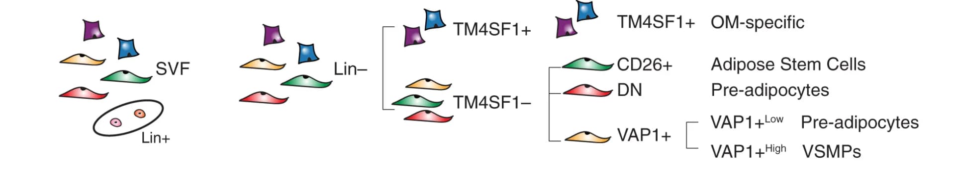 Open access visualization of Workflow, Flowchart, Illustration, hASPC Subpopulations, OM-Specific Cells