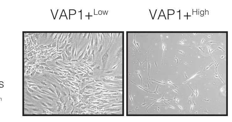 Open access visualization of Microscopy, Bright-Field Microscopy, VAP1+lowhPreAs, VAP1+highVSMPs
