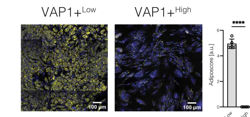Open access visualization of Microscopy, Bar Plot, Fluorescence Microscopy, VAP1+lowhPreAs, VAP1+highVSMPs