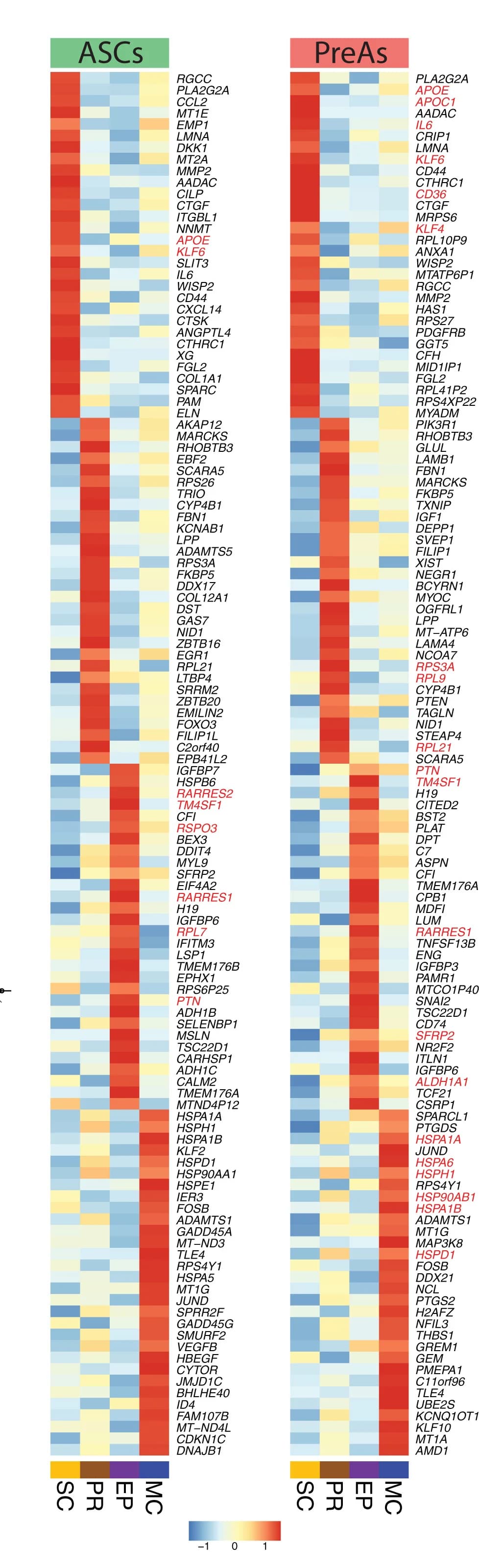 Open access visualization of Heatmap, Gene Expression, hASCs, hPreAs, Depots