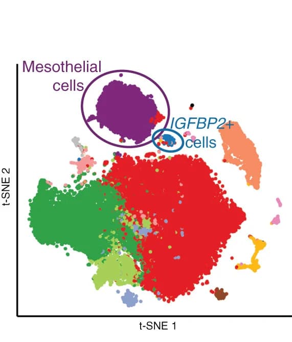 Open access visualization of Scatter Plot, UMAP, PCA, t-SNE, scRNA-seq