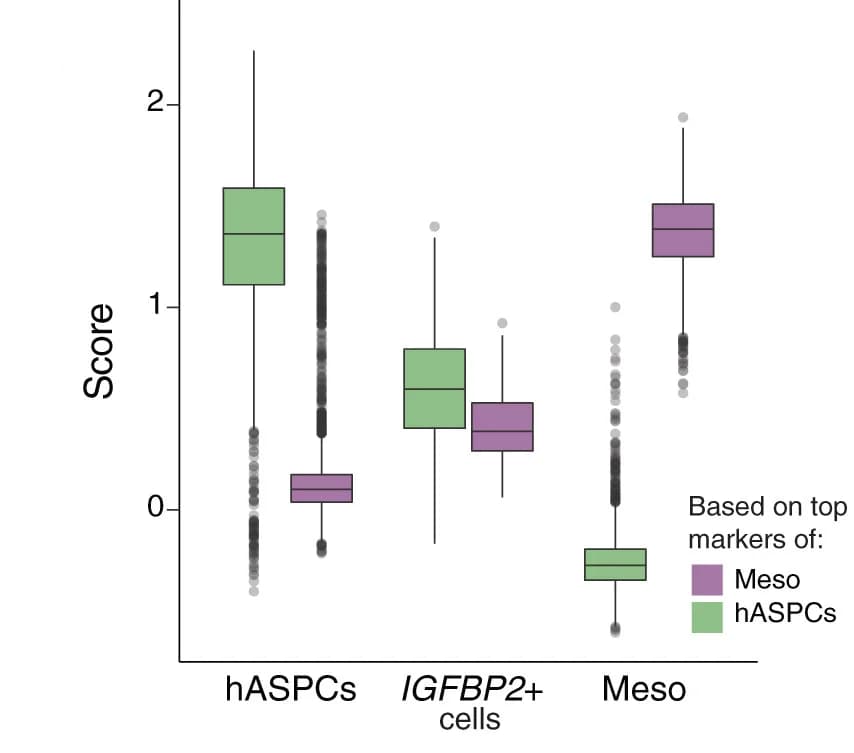 Open access visualization of Box Plot, Scatter Plot, Score Distribution, Mesothelial Markers, hASPC Markers