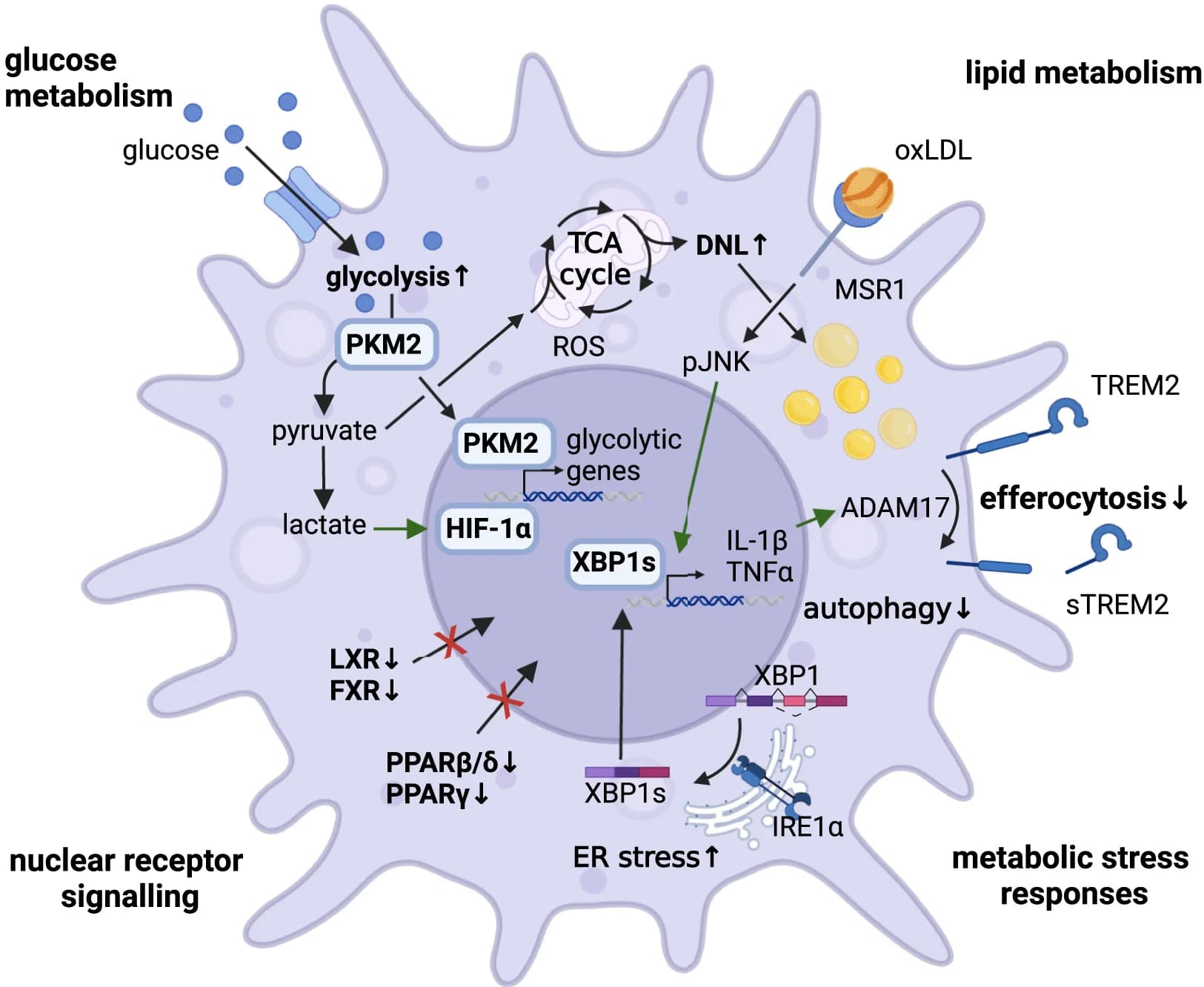 Open access visualization of Workflow, Illustration, Macrophage Activation, Substrate Metabolism, Metabolic Stress