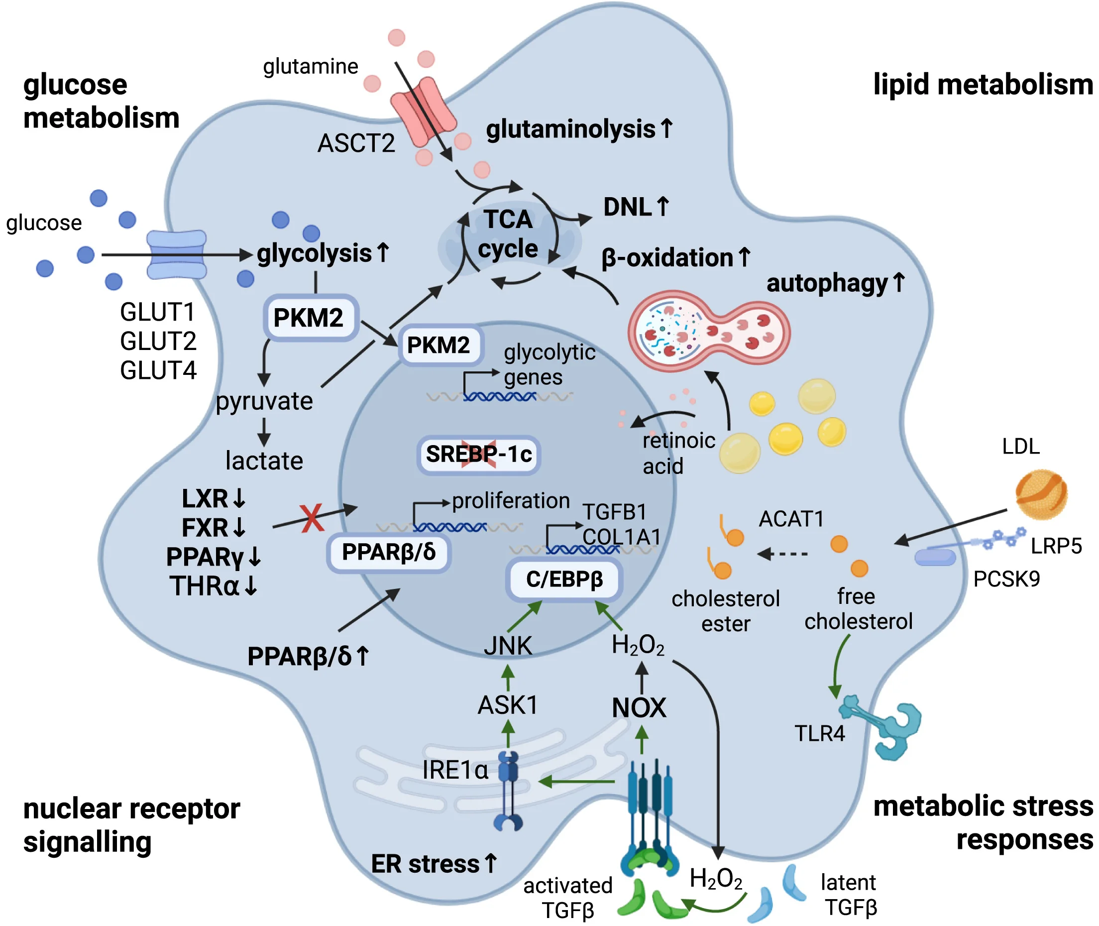 Open access visualization of Pathway, Hepatic Stellate Cells, Glycolysis, TCA Cycle, Beta Oxidation