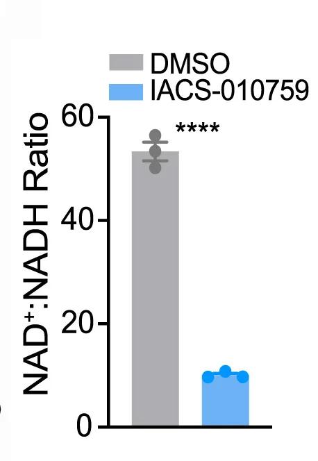Open access visualization of Bar Plot, Scatter Plot, NAD+:NADH Ratio, H460 Cells, DMSO