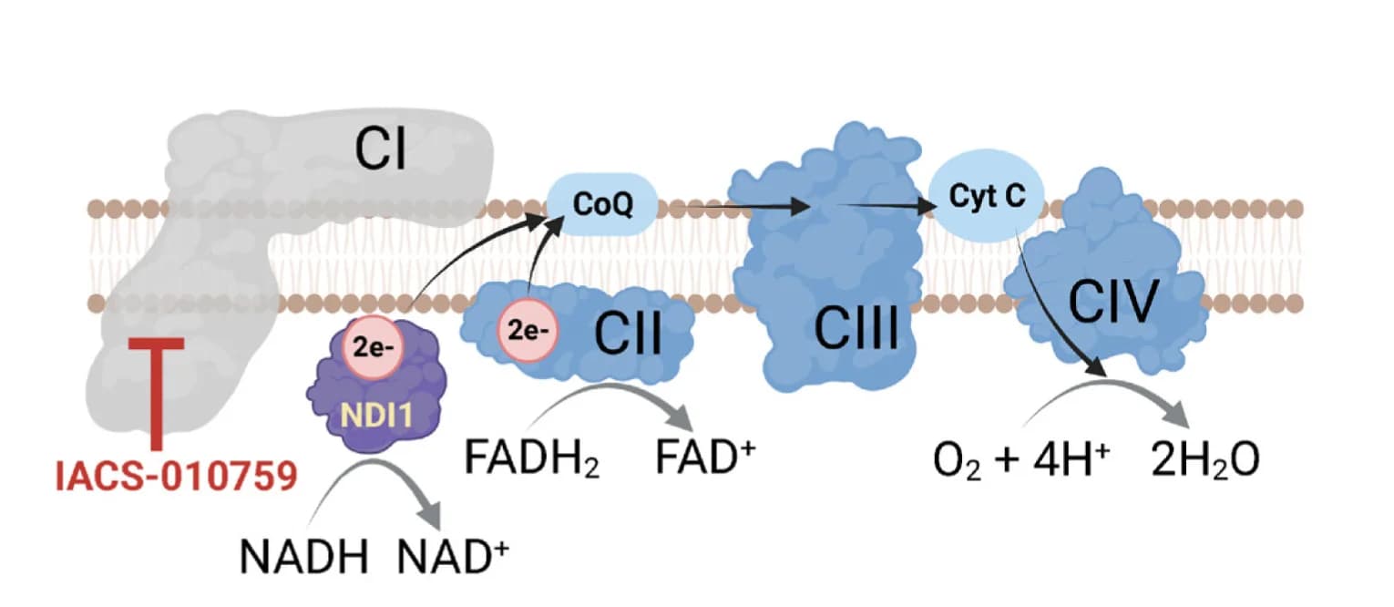 Open access visualization of Workflow, Flowchart, Illustration, Schematic, NDI1 Rescue