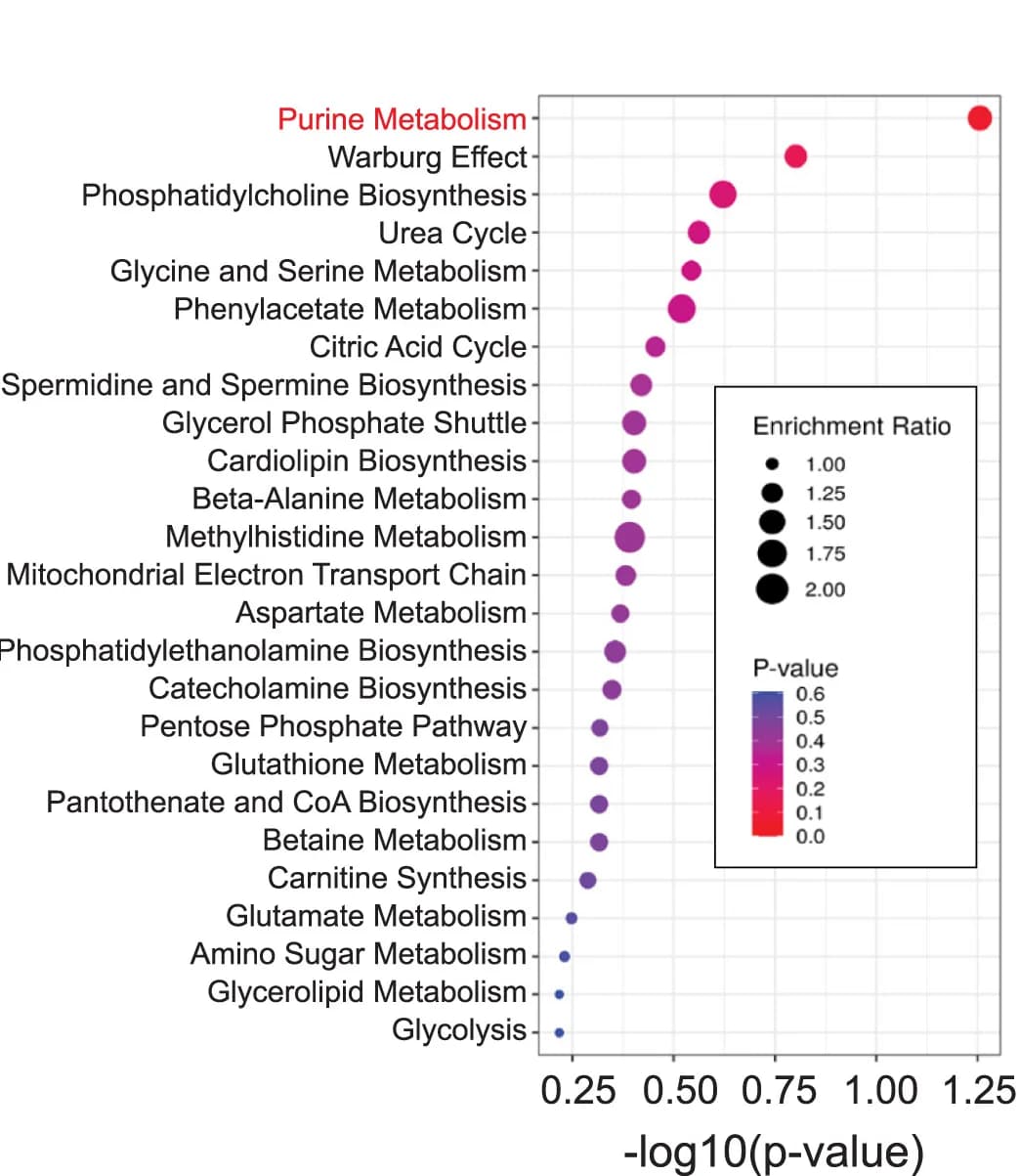 Open access visualization of Bubble Plot, Scatter Plot, Volcano Plot, Metabolite Set Enrichment Analysis, IACS-010759