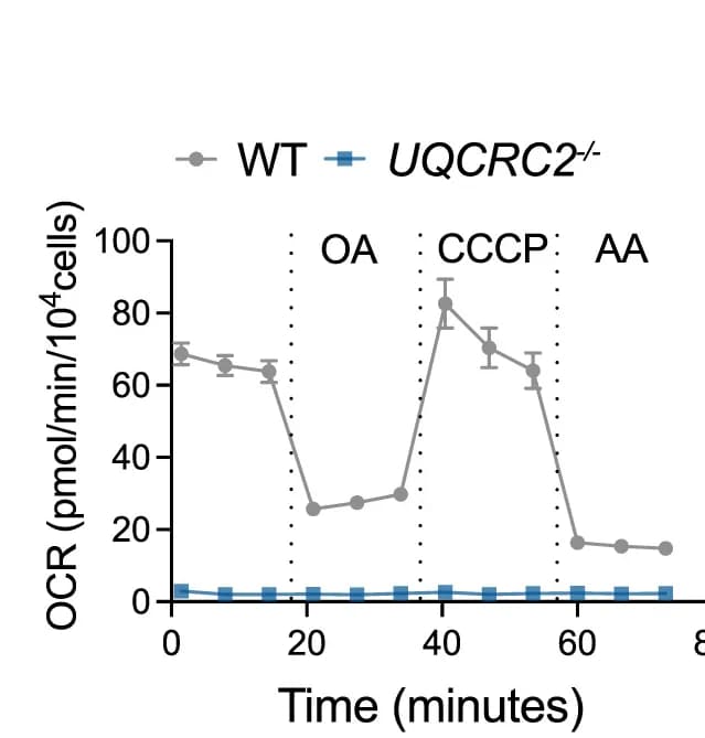 Open access visualization of Line Plot, Error Bars, Oxygen Consumption Rate, UQCRC2-/- H460 Cells, Antimycin A