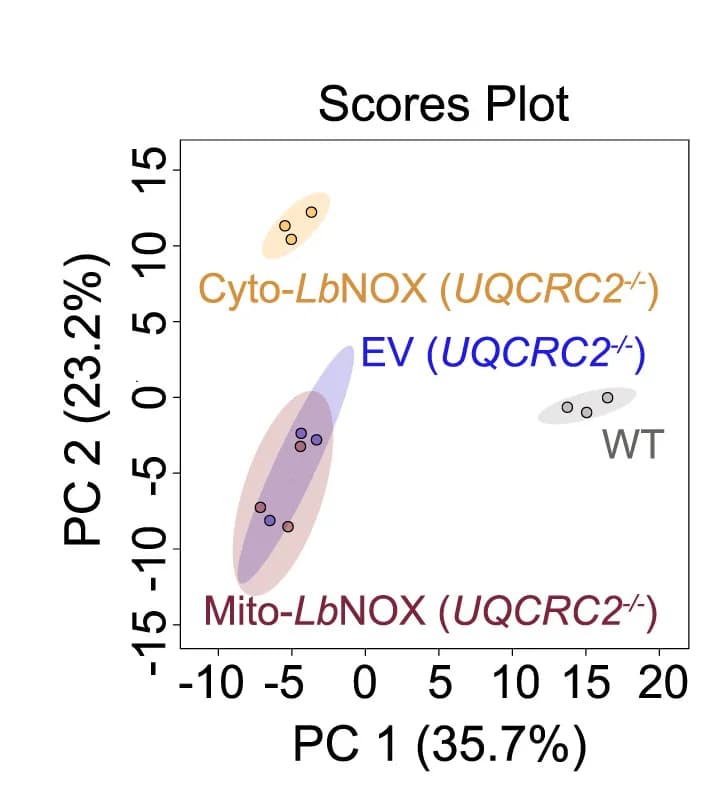 Open access visualization of Scatter Plot, PCA, Principal Component Analysis, Metabolomic Profiles, WT Cells