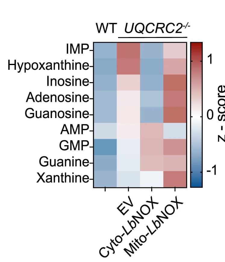 Open access visualization of Heatmap, Metabolite Abundance, WT H460 Cells, UQCRC2−/− H460 Cells, Empty Vector
