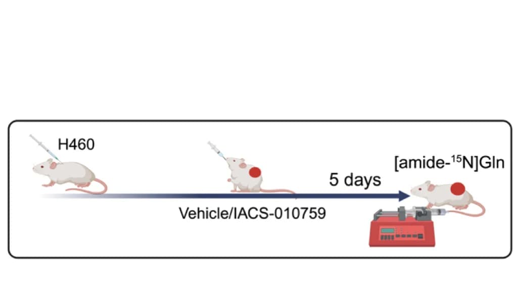 Open access visualization of Workflow, Amide-15N Glutamine, H460 Xenografts, Mice, Schematic