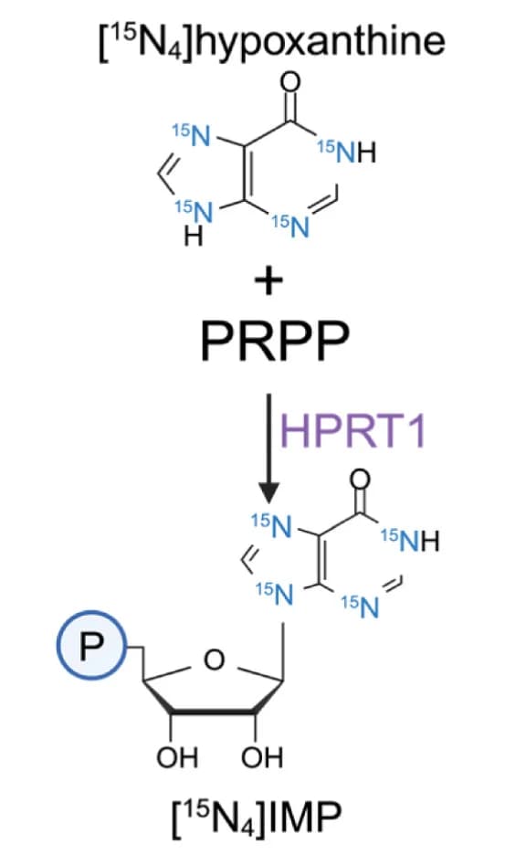 Open access visualization of Chemical Structure, Workflow, Hypoxanthine, IMP, HPRT1
