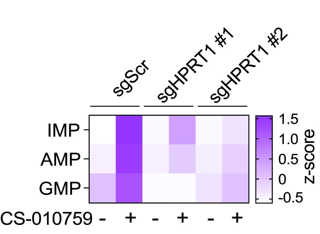 Open access visualization of Heatmap, Purine Nucleotides, Control Cells, HPRT1-depleted Cells, DMSO