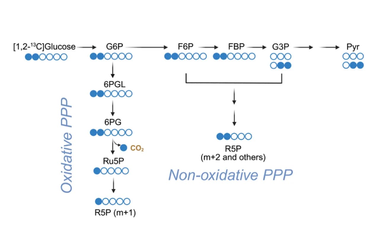 Open access visualization of Workflow, Flowchart, R5P, Glucose, 13C Labeling