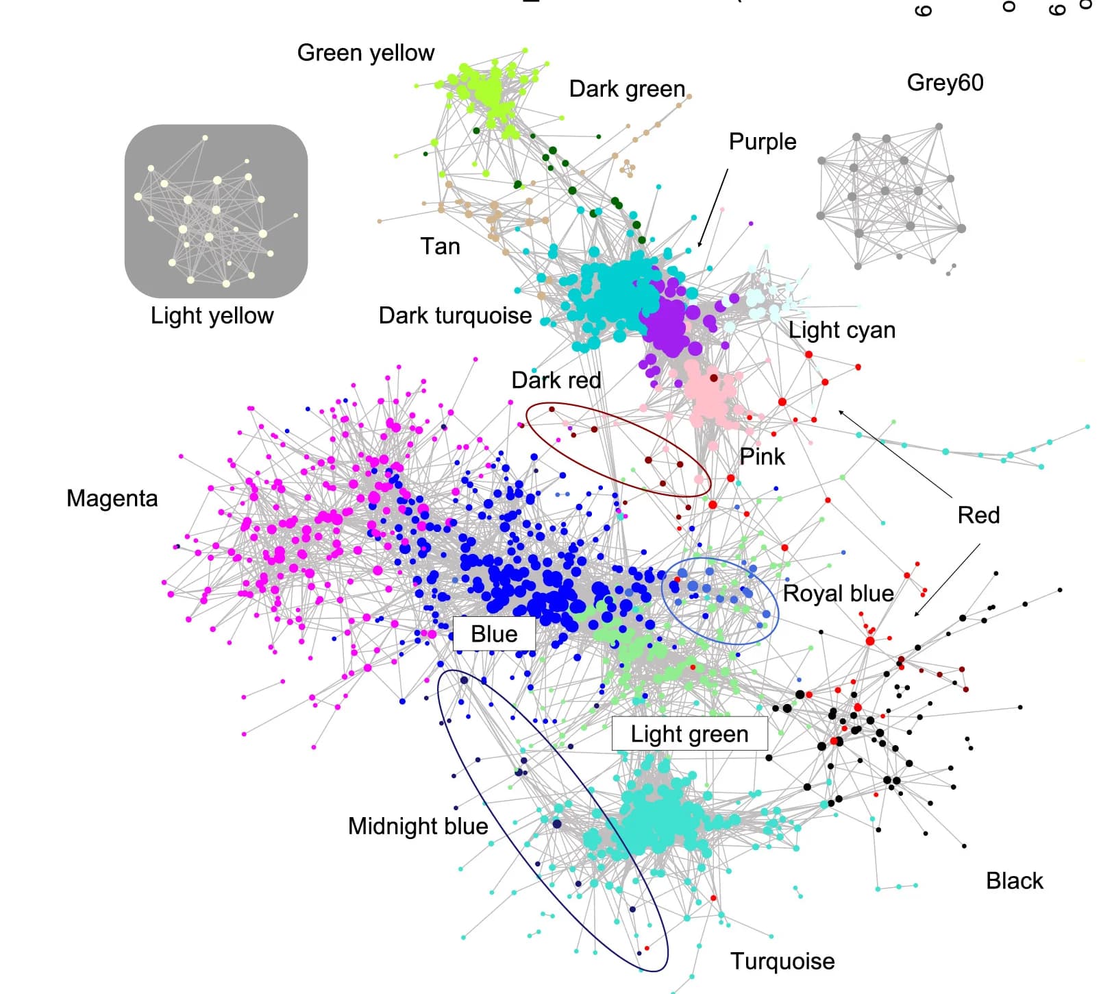 Open access visualization of Network, Co-Expression Network, WGCNA, Adjacency Matrix, Protein Nodes