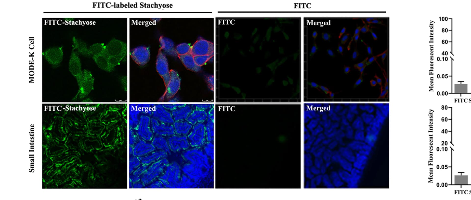 Open access visualization of Microscopy, Bar Plot, Error Bars, Small Intestinal Epithelial Cells, MODE-K Cell Line