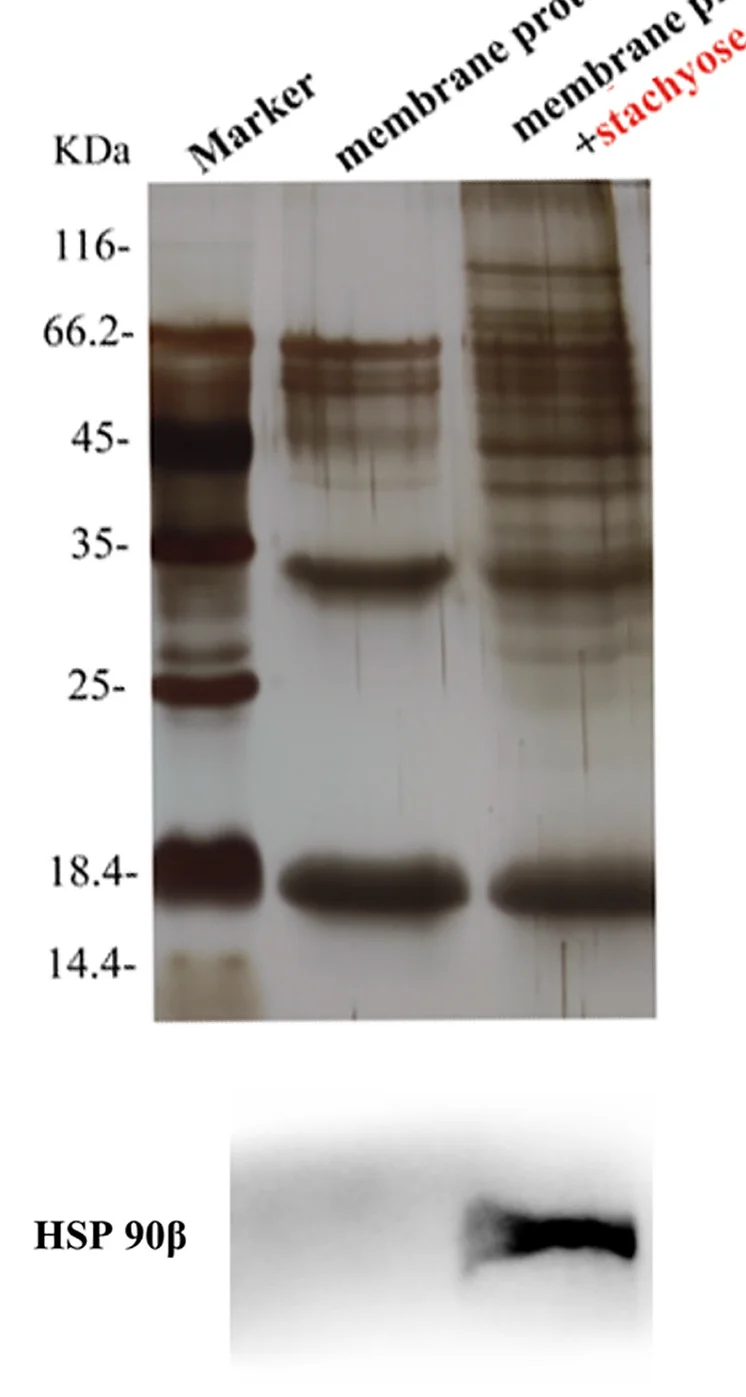 Open access visualization of Gel, MODE-K Cell Membranes, Stachyose, Small-Molecule Pull-Down Assay, Biotin-Labeled Stachyose
