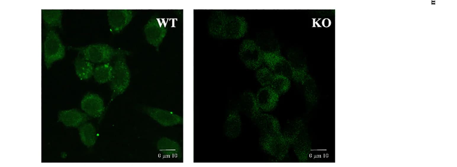 Open access visualization of Microscopy, Subcellular Localization, Stachyose, HSP90β-WT, HSP90β-KO