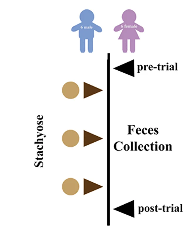 Open access visualization of Workflow, Illustration, Clinical Trial, Stachyose Supplementation