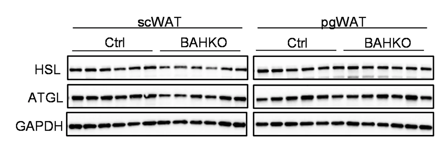 Open access visualization of Gel, Immunoblot, Quantitation, White Adipose Tissue, Control Mice