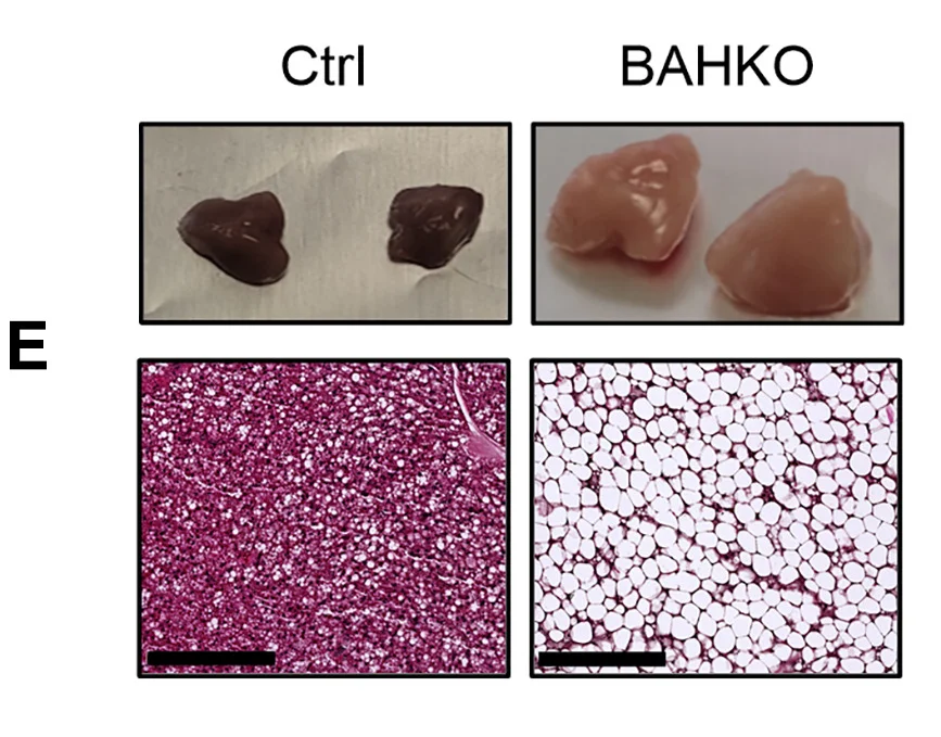 Open access visualization of Photo, Microscopy, BAT Macroscopic Images, Female Mice, Control