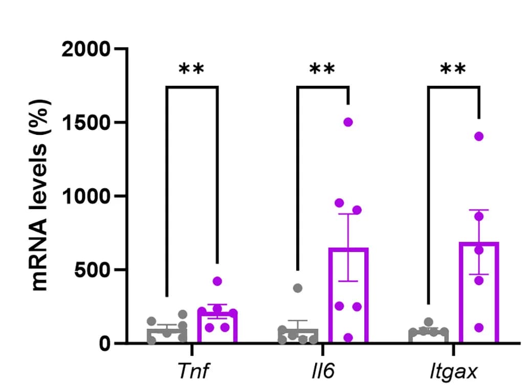 Open access visualization of Bar Plot, Error Bars, Scatter Plot, Inflammatory Genes mRNA Levels, BAT