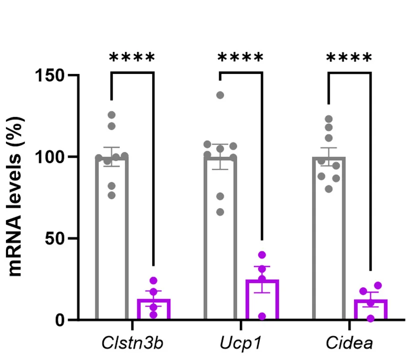 Open access visualization of Bar Plot, Error Bars, Clstn3b, Ucp1, Cidea