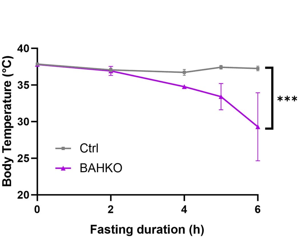 Open access visualization of Line Plot, Error Bars, Rectal Body Temperature, Ctrl Mice, BAHKO Mice