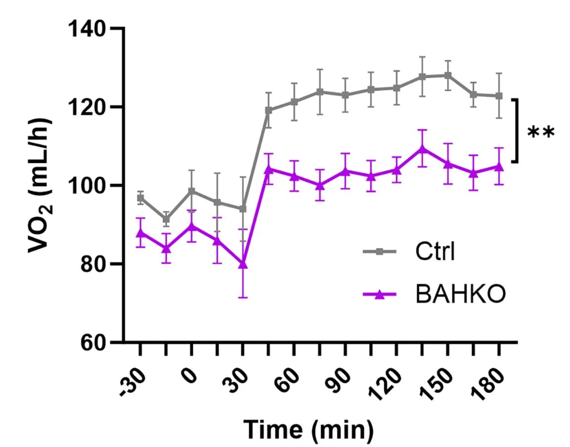 Open access visualization of Line Plot, Error Bars, Oxygen Consumption Rate, Ctrl Mice, BAHKO Mice
