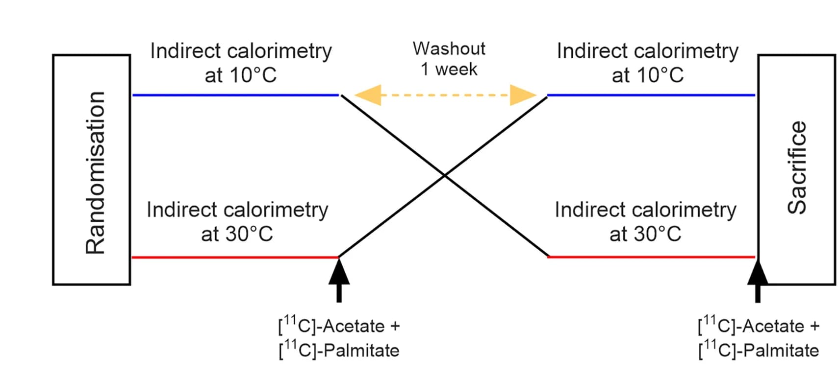 Open access visualization of Workflow, Flowchart, PET/CT Imaging, [11C]-acetate, [11C]-palmitate