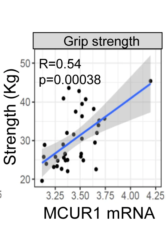 Open access visualization of Scatter Plot, Regression Plot, MCUR1 mRNA Expression, Skeletal Muscle, Older People