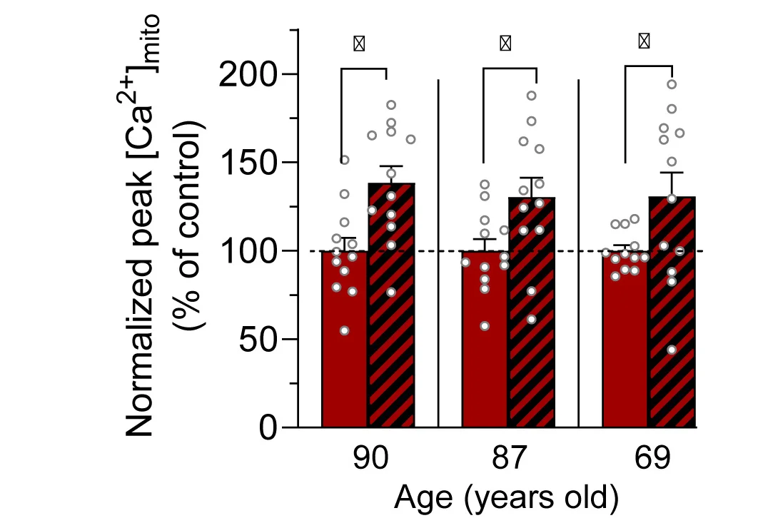 Open access visualization of Bar Plot, Error Bars, Scatter Plot, mtCa2+ Uptake, Human Myotubes