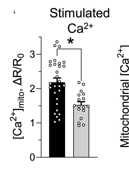 Open access visualization of Bar Plot, Error Bars, Scatter Plot, mtCa2+ Uptake, Caffeine Stimulation