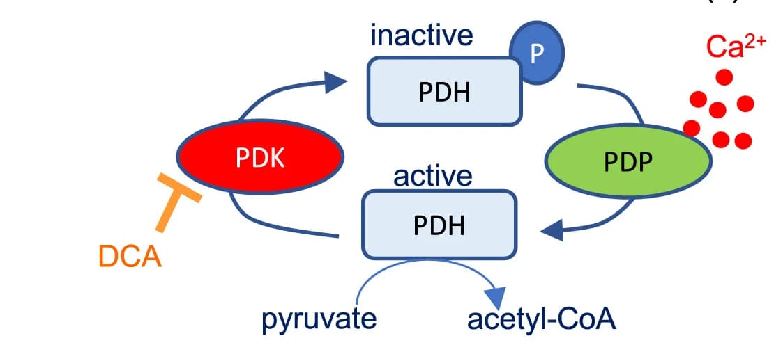 Open access visualization of Workflow, Pathway, PDH Regulation, Pyruvate Dehydrogenase Phosphatase 1, PDP1