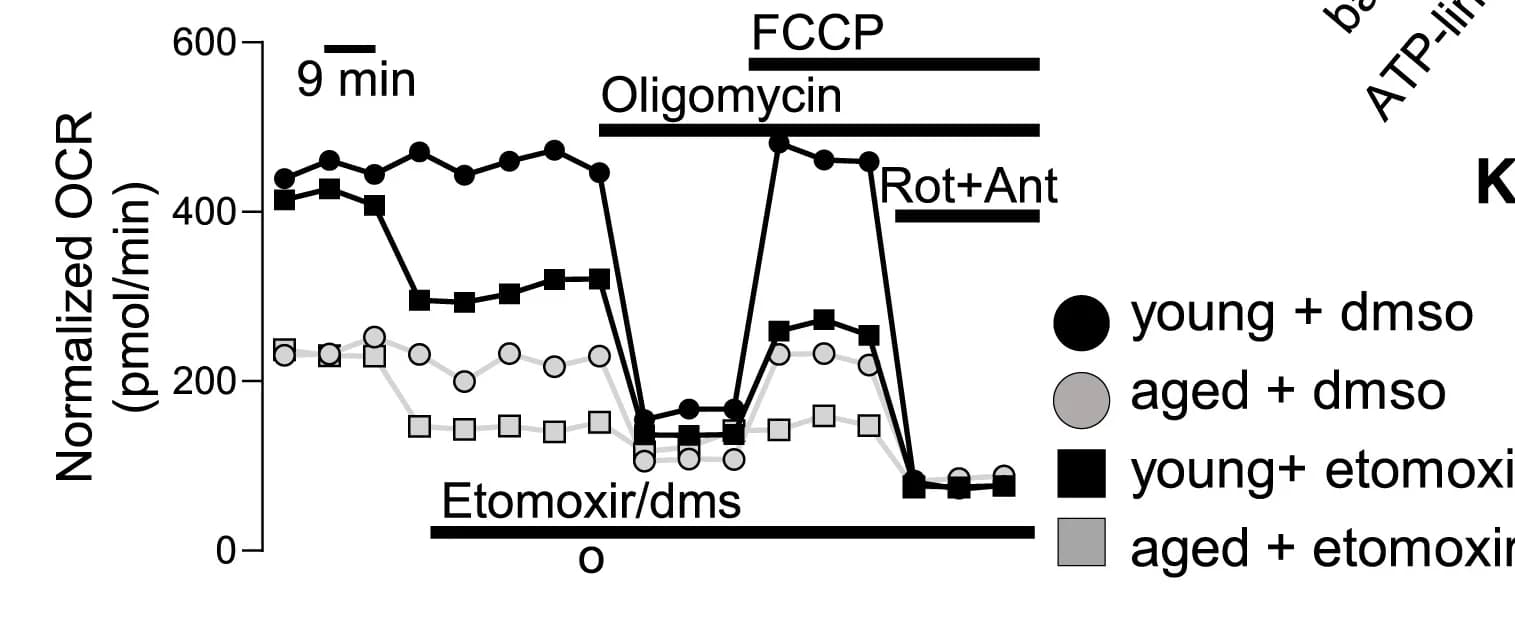 Open access visualization of Line Plot, Fatty Acid-dependent Respiration, Flexor Digitorum Brevis Myofibers, Aged Mice, Young Mice