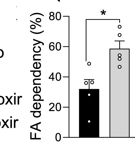 Open access visualization of Bar Plot, Error Bars, Fatty Acid Dependency, Etomoxir-sensitive Percentage, Basal OCR