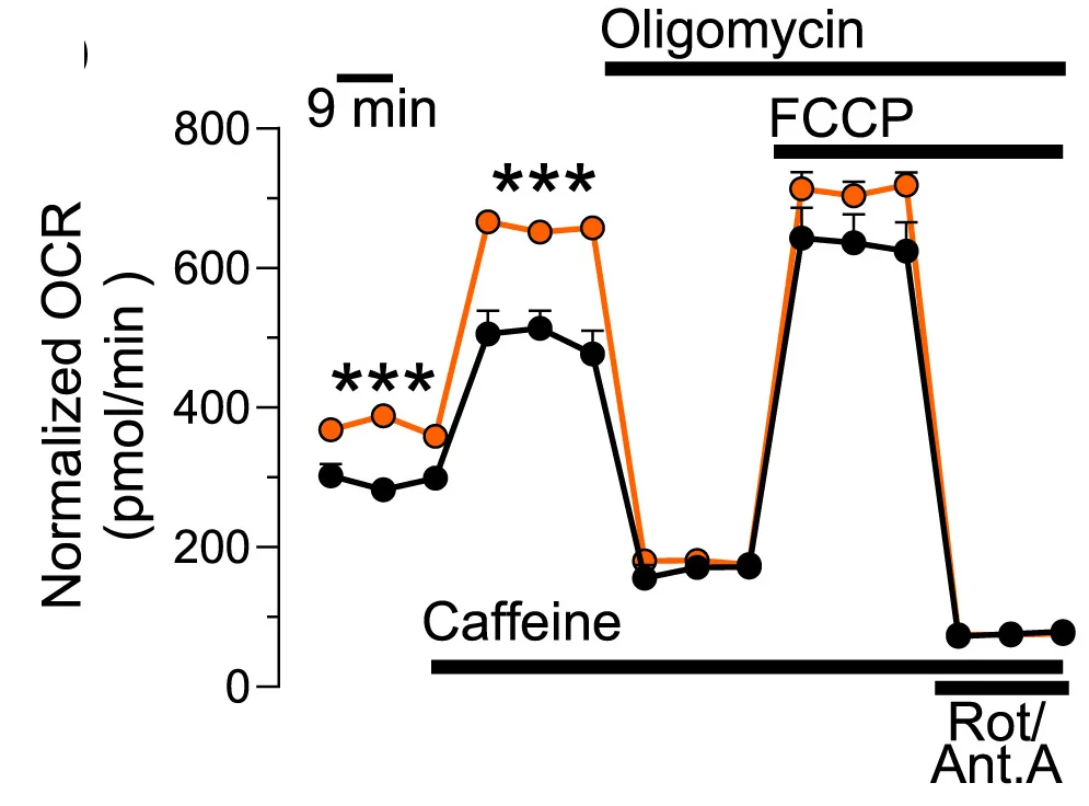 Open access visualization of Line Plot, Error Bars, Oxygen Consumption Rate, OCR, Flexor Digitorum Brevis Myofibers