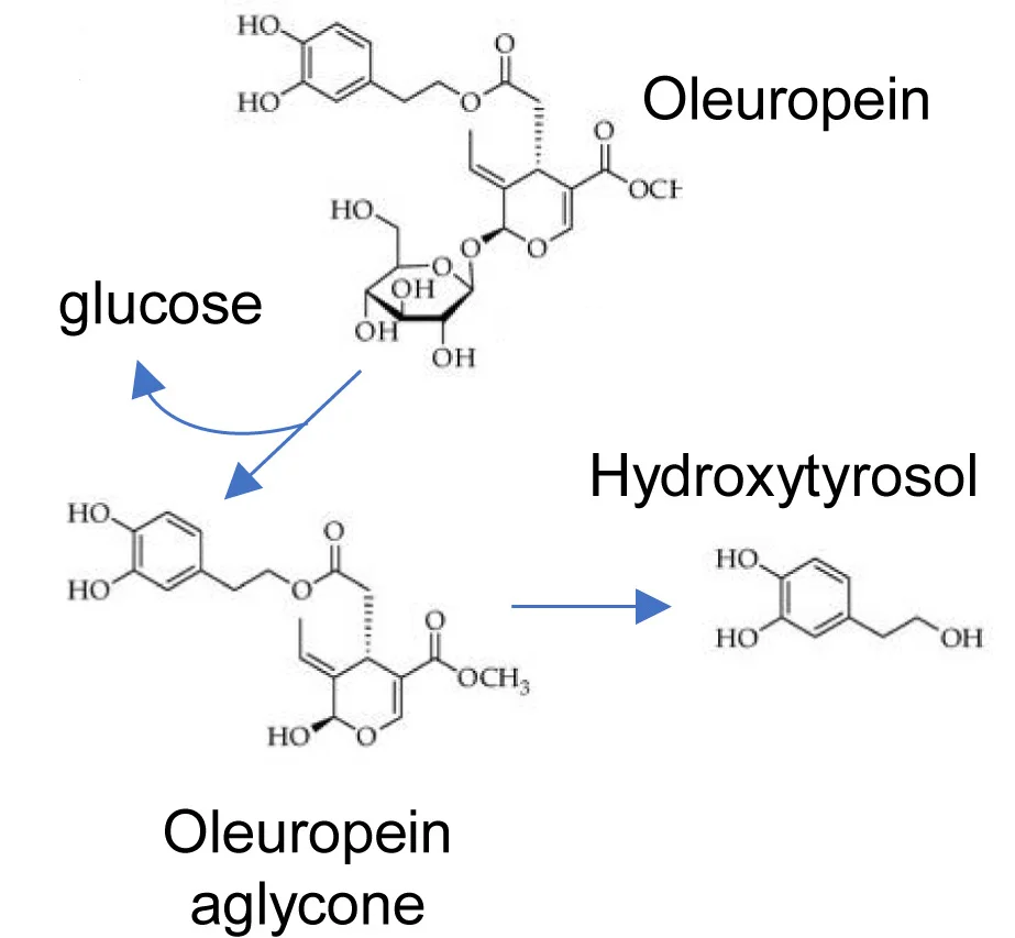 Open access visualization of Chemical Structure, Workflow, Structural Formula, Oleuropein, Oleuropein Aglycone