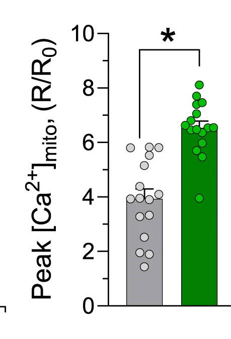 Open access visualization of Bar Plot, Error Bars, Scatter Plot, 4mtGCaMP6f, mtCa2+ Uptake