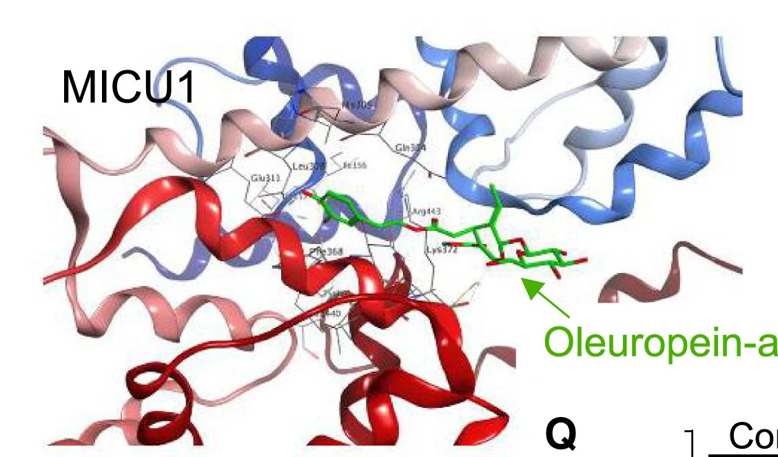 Open access visualization of Protein Structure, Chemical Structure, In Silico Docking, Oleuropein-a, MICU1