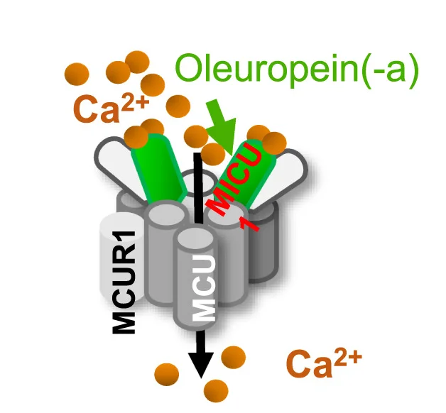 Open access visualization of Workflow, Illustration, Model, Oleuropein, mtCa2+ Uptake