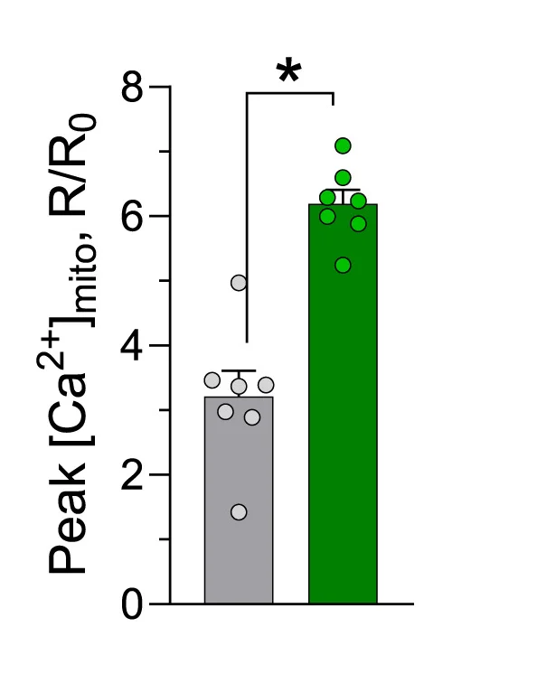 Open access visualization of Bar Plot, Error Bars, mtCa2+ uptake, mtCa2+ peaks, Caffeine