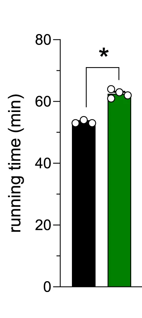 Open access visualization of Bar Plot, Error Bars, Muscle Performance, Exercise Performance, Mice