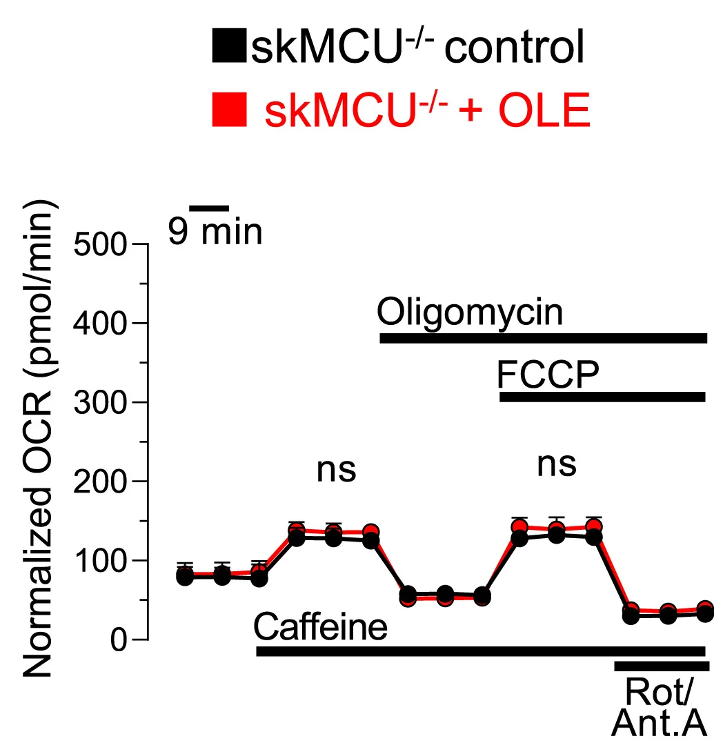 Open access visualization of Line Plot, Error Bars, Mitochondrial Respiration, MCU KO Mice, Mice