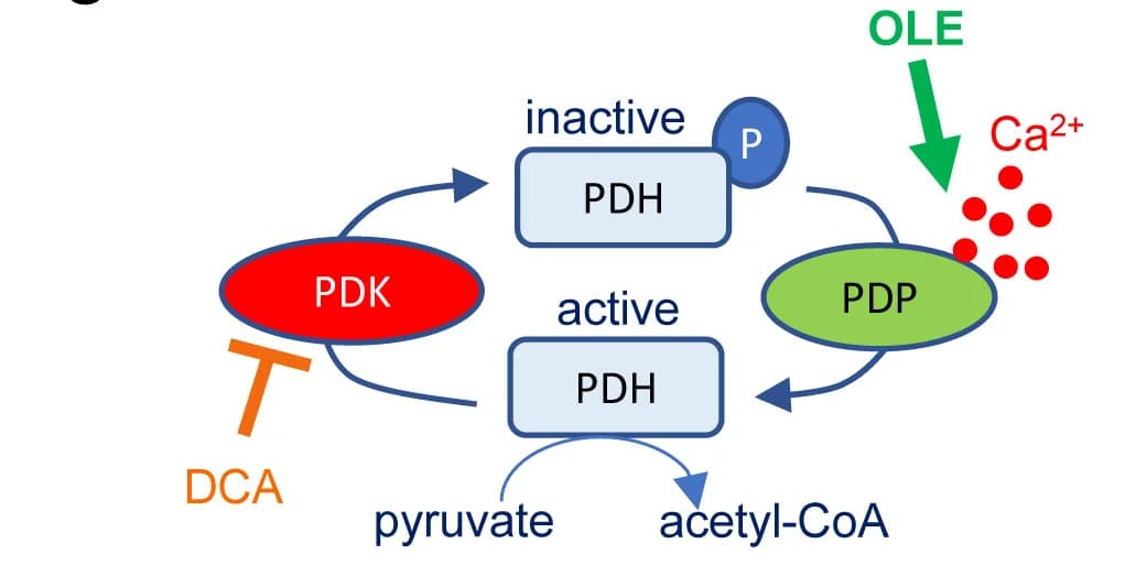 Open access visualization of Workflow, Flowchart, Pathway, PDH Activation, Western Blot