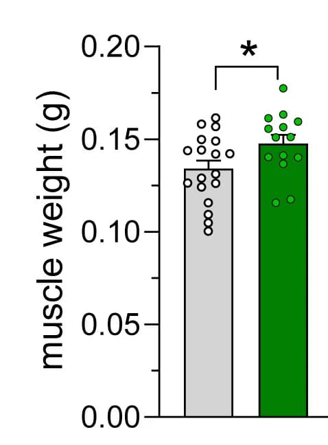 Open access visualization of Bar Plot, Error Bars, Scatter Plot, Muscle Weight, Mice