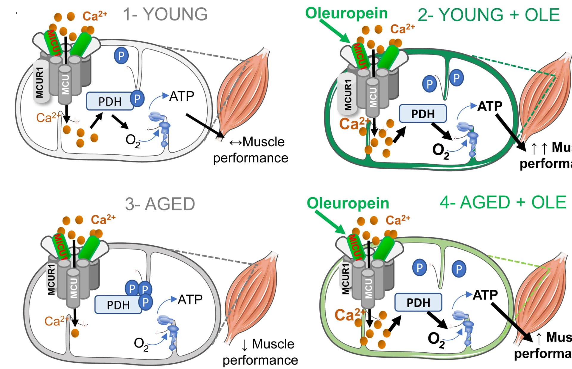Open access visualization of Workflow, Illustration, Oleuropein, Mitochondria, MCU